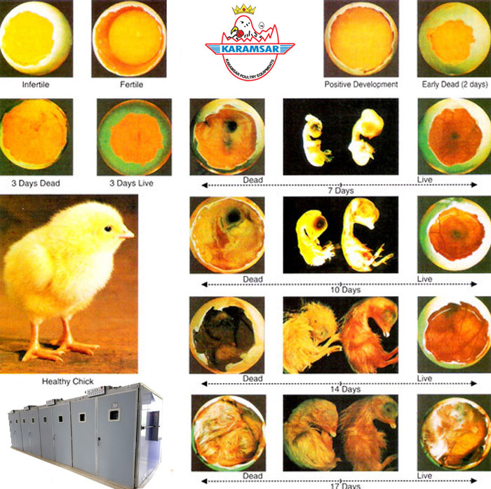 poultry farm equipment
poultry farm equipment