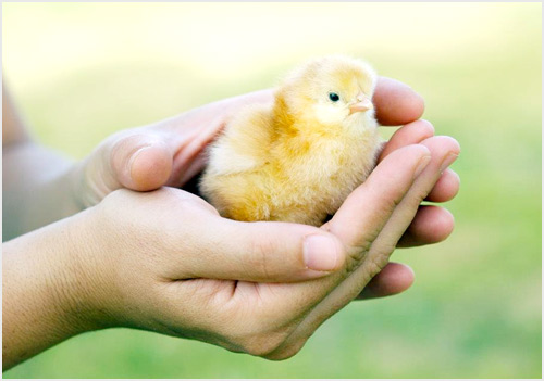 poultry equipments manufacturers
poultry equipments manufacturers