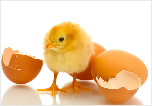 poultry farm equipment
poultry farm equipment
